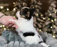 Cheddar, a male Papillon for sale in Youngstown, OH – Photo 9 of 10