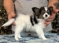 Cheddar, a male Papillon for sale in Youngstown, OH – Photo 6 of 10