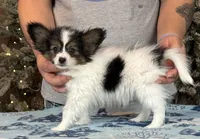 Cheddar, a male Papillon for sale in Youngstown, OH – Photo 8 of 10