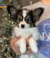 Cheddar, a male Papillon for sale in Youngstown, OH – Photo 2 of 10