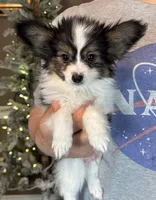 Cheddar, a male Papillon for sale in Youngstown, OH – Photo 10 of 10