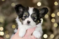Cheddar, a male Papillon for sale in Youngstown, OH – Photo 2 of 10