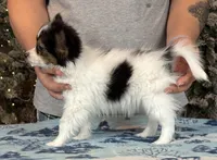 Cheddar, a male Papillon for sale in Youngstown, OH – Photo 7 of 10