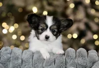 Cheddar, a male Papillon for sale in Youngstown, OH – Photo 6 of 10