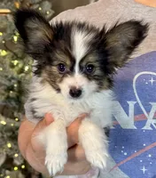 Cheddar, a male Papillon for sale in Youngstown, OH – Photo 4 of 10