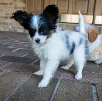 Pez, a female Papillon for sale in Youngstown, OH – 7 of 10
