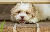 Sullivan, a male Shihpoo for sale in Youngstown, OH – 5 of 10