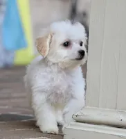 Daisy, a female Shichon for sale in Youngstown, OH – Photo 4 of 10