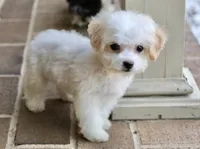 Daisy, a female Shichon for sale in Youngstown, OH – Photo 9 of 10