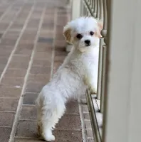 Daisy, a female Shichon for sale in Youngstown, OH – Photo 8 of 10