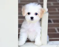 Daisy, a female Shichon for sale in Youngstown, OH – Photo 6 of 10