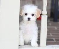 Daisy, a female Shichon for sale in Youngstown, OH – Photo 5 of 10