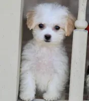 Daisy, a female Shichon for sale in Youngstown, OH – Photo 2 of 10