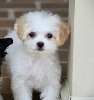 Daisy, a female Shichon for sale in Youngstown, OH – Photo 7 of 10