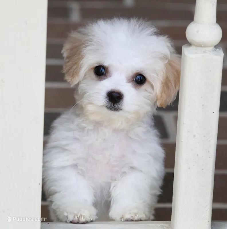 Daisy – Shichon puppy for sale in Youngstown, OH