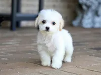 Daisy, a female Shichon for sale in Youngstown, OH – Photo 3 of 10