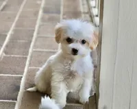 Daisy, a female Shichon for sale in Youngstown, OH – Photo 10 of 10