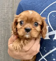 Rusty, a male Cavalier King Charles Spaniel for sale in Youngstown, OH – 7 of 9