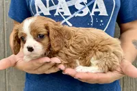 Chili, a male Cavalier King Charles Spaniel for sale in Youngstown, OH – 7 of 9