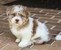 Bennett, a male Shihpoo for sale in Youngstown, OH – 3 of 10