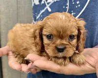 Penny, a female Cavalier King Charles Spaniel for sale in Youngstown, OH – 5 of 10