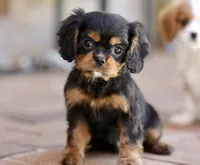 Keebler, a male Cavalier King Charles Spaniel for sale in Youngstown, OH – 2 of 8