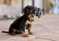 Keebler, a male Cavalier King Charles Spaniel for sale in Youngstown, OH – 5 of 8