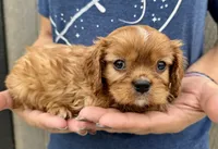 Rusty, a male Cavalier King Charles Spaniel for sale in Youngstown, OH – 6 of 9