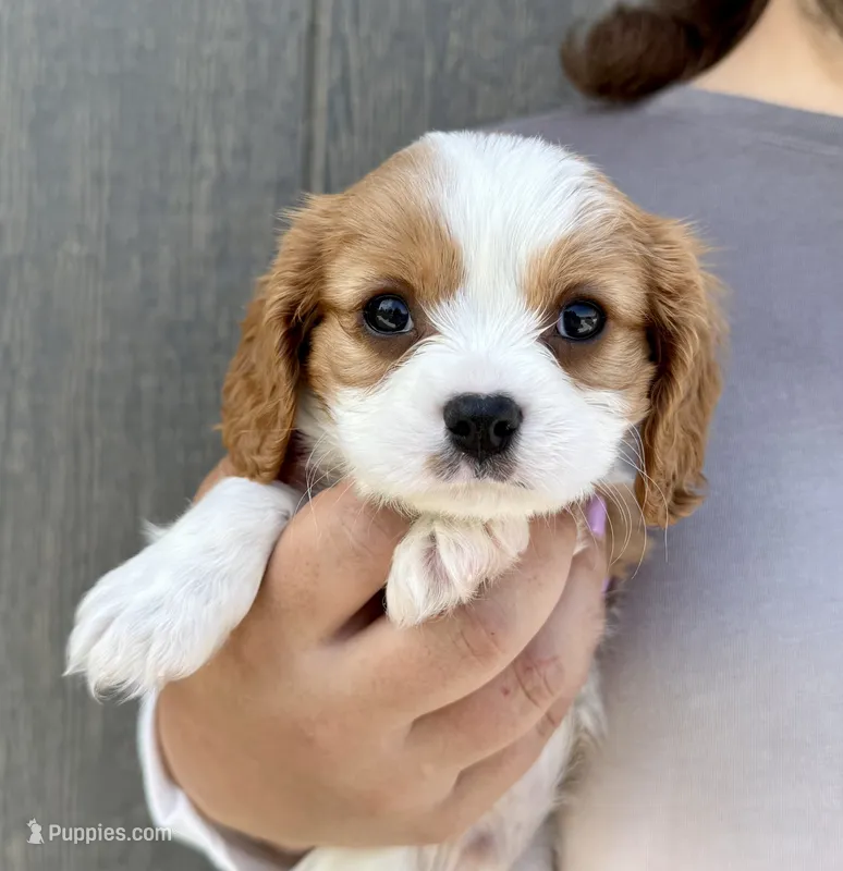 Ritz – Cavalier King Charles Spaniel puppy for sale in Youngstown, OH