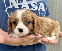 Chili, a male Cavalier King Charles Spaniel for sale in Youngstown, OH – 5 of 9