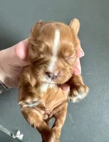 Panini, a female Cavalier King Charles Spaniel for sale in Youngstown, OH – Photo 3 of 10