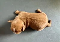 Panini, a female Cavalier King Charles Spaniel for sale in Youngstown, OH – Photo 6 of 10