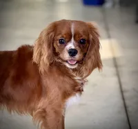 Panini, a female Cavalier King Charles Spaniel for sale in Youngstown, OH – Photo 10 of 10