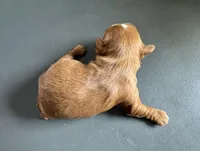 Panini, a female Cavalier King Charles Spaniel for sale in Youngstown, OH – Photo 5 of 10