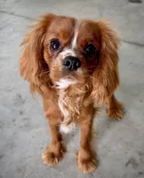 Panini, a female Cavalier King Charles Spaniel for sale in Youngstown, OH – Photo 9 of 10