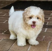 Sullivan, a male Shihpoo for sale in Youngstown, OH – 3 of 10