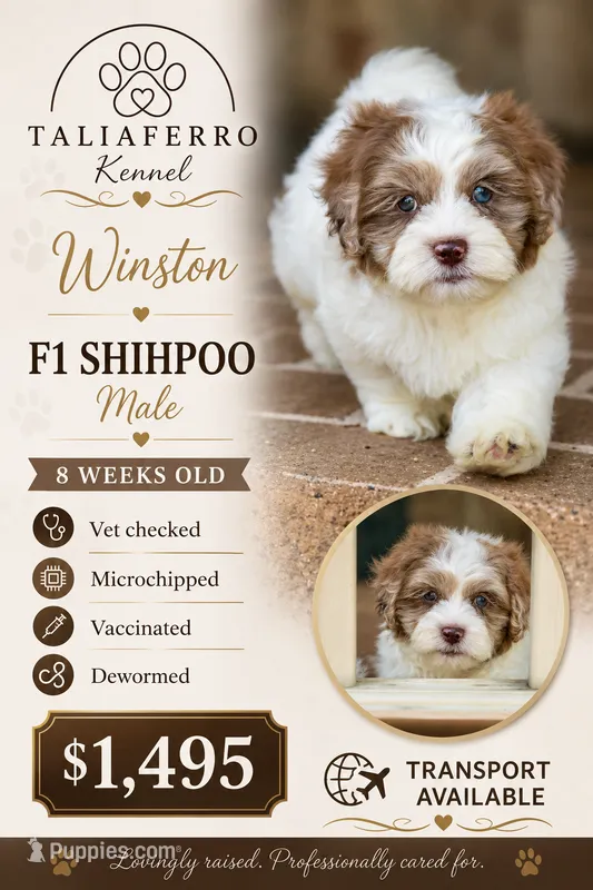 Winston – Shihpoo puppy for sale in Youngstown, OH