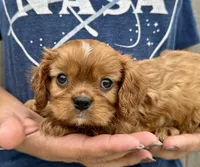 Rusty, a male Cavalier King Charles Spaniel for sale in Youngstown, OH – 4 of 9