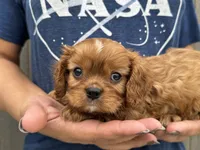 Rusty, a male Cavalier King Charles Spaniel for sale in Youngstown, OH – 9 of 9