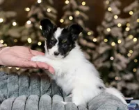 Taco, a male Papillon for sale in Youngstown, OH – Photo 8 of 9