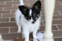 Taco, a male Papillon for sale in Youngstown, OH – Photo 7 of 10