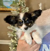 Taco, a male Papillon for sale in Youngstown, OH – Photo 4 of 10