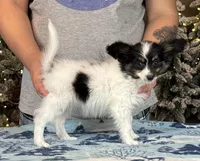 Taco, a male Papillon for sale in Youngstown, OH – Photo 8 of 10