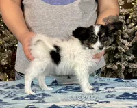 Taco, a male Papillon for sale in Youngstown, OH – Photo 9 of 10