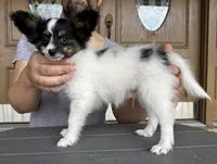 Taco, a male Papillon for sale in Youngstown, OH – Photo 10 of 10