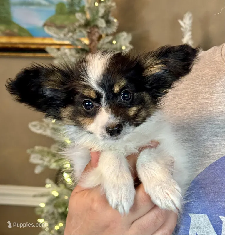 Taco – Papillon puppy for sale in Youngstown, OH