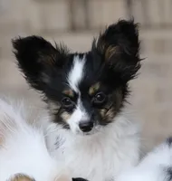 Taco, a male Papillon for sale in Youngstown, OH – Photo 3 of 10
