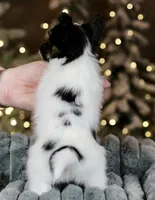 Taco, a male Papillon for sale in Youngstown, OH – Photo 9 of 9