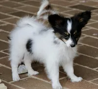 Taco, a male Papillon for sale in Youngstown, OH – Photo 6 of 10