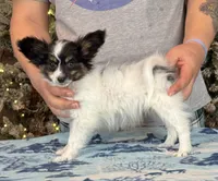 Taco, a male Papillon for sale in Youngstown, OH – Photo 10 of 10